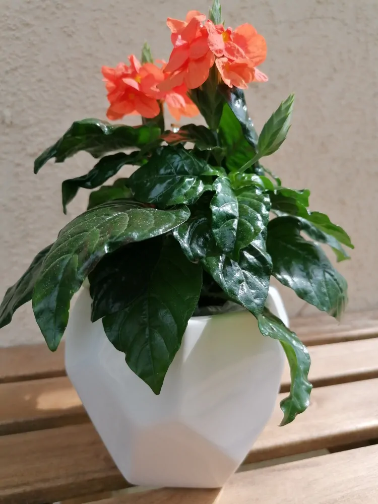 Obal keramika pr.12V10cm bílá